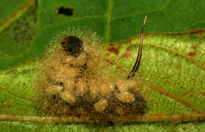 Figura 11. Fruto de la larva <i>Enyo ocypete</i>, Parasitada por Euplectrus mikeschauffi Voucher, 11-SRNP-31737-DHJ494406.