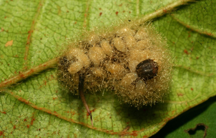 Figura 10. Fruto de la larva <i>Enyo ocypete</i>, Parasitada por Euplectrus mikeschauffi Voucher, 11-SRNP-31737-DHJ494409. 