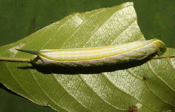 Figura 9. Fruto de la larva <i>Enyo ocypete</i>, Familia (Sphingidae). Voucher 13-SRNP-71697-DHJ703363.
