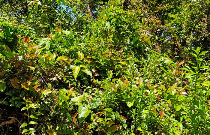 Figura 2. Planta <i>Davilla nitida</i>   Familia (Dilleniaceae). Foto Pablo Umaña 13 de oct 2026 en Estación Biológica Caribe.