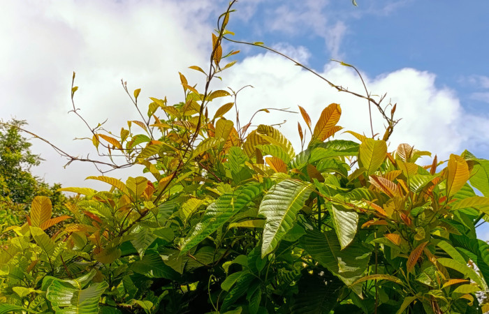Figura 1. Planta <i>Davilla nitida</i>   Familia (Dilleniaceae). Foto Pablo Umaña 13 de oct 2026 en Estación Biológica Caribe.