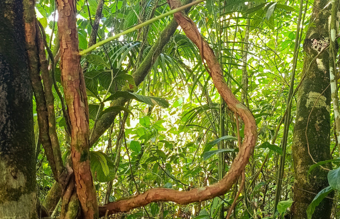 Figura 4. Bejuco de la Planta <i>Davilla nitida</i>   Familia (Dilleniaceae). Foto Pablo Umaña 13 de oct 2026 en Estación Biológica Caribe.