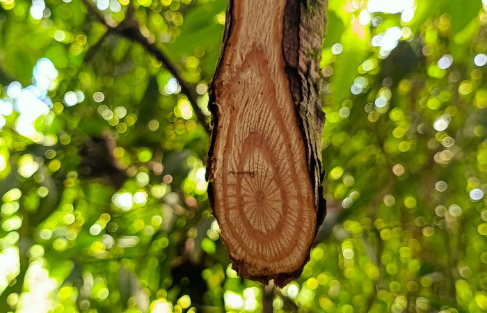 Figura 3. Bejuco de la Planta <i>Davilla nitida</i>   Familia (Dilleniaceae). Foto Pablo Umaña 13 de oct 2026 en Estación Biológica Caribe.