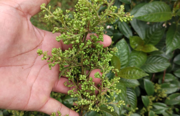 Figura 6. Flores de la planta  <i>Davilla nitida<i>   Familia (Dilleniaceae). Foto Pablo Umaña 4 de marzo 2026 en Estación Biológica Caribe.