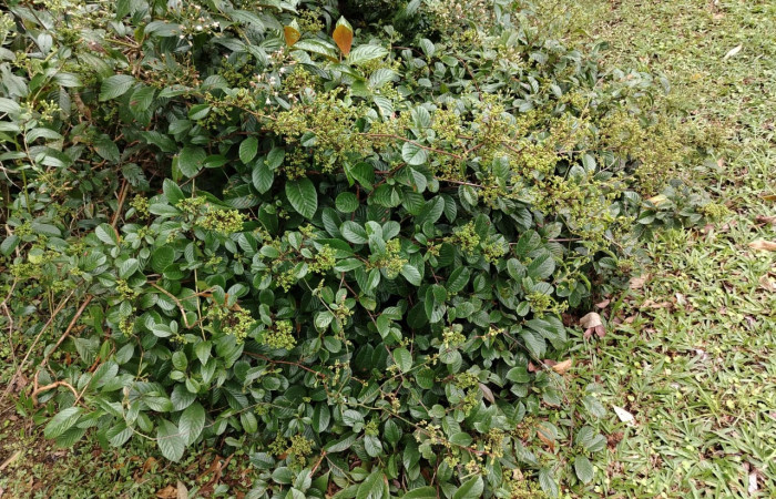 Figura 5. Flores de la planta  <i>Davilla nitida</i>   Familia (Dilleniaceae). Foto Pablo Umaña 4 de marzo 2026 en Estación Biológica Caribe.
