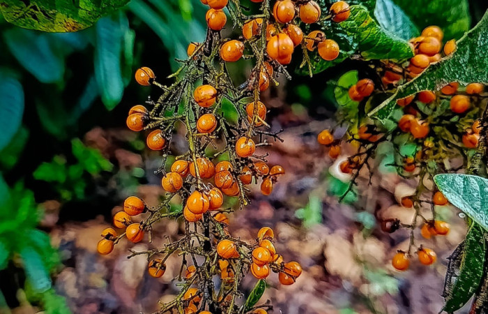 Figura 7. Frutos de la planta  <i>Davilla nitida</i>   Familia (Dilleniaceae). Foto Pablo Umaña 4 de marzo 2026 en Estación Biológica Caribe.