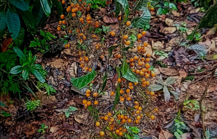 Figura 8. Frutos de la planta  <i>Davilla nitida</i>   Familia (Dilleniaceae). Foto Pablo Umaña 4 de marzo 2026 en Estación Biológica Caribe.