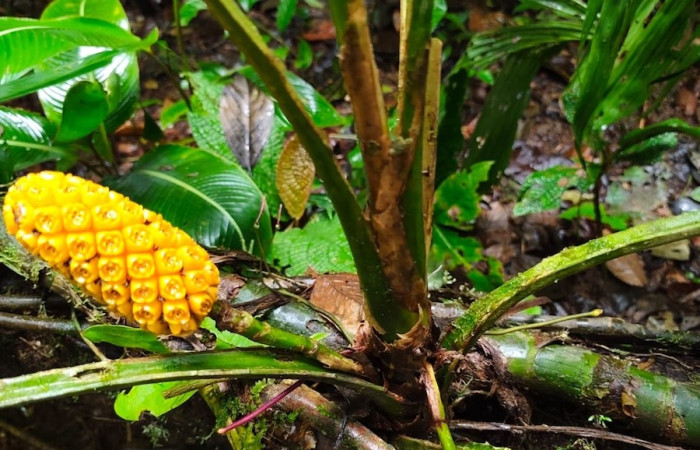 Figura. 10 Posición tallo y frutos , <i>Asplundia utilis</i>, (Cyclanthaceae). Area de Conservación Guanacaste, Sector Rincón  Rain Forest, Estación Leiva selva. Sendero Tamarindo (elevación 478 metros), colectada el 29 de julio  2026. Foto, Anabelle Córdoba.