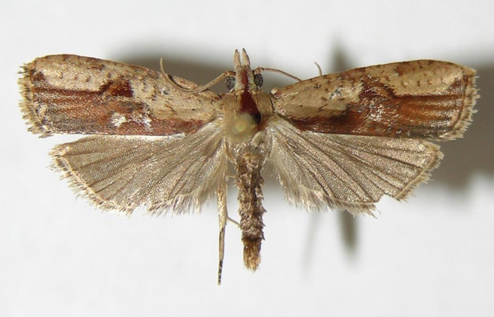 Figura 12. Adulto <i>Sparganocosma docsturnerorum</i> (Tortricidae), posición vista dorsal. (00-SRNP-14214-DHJ339106).