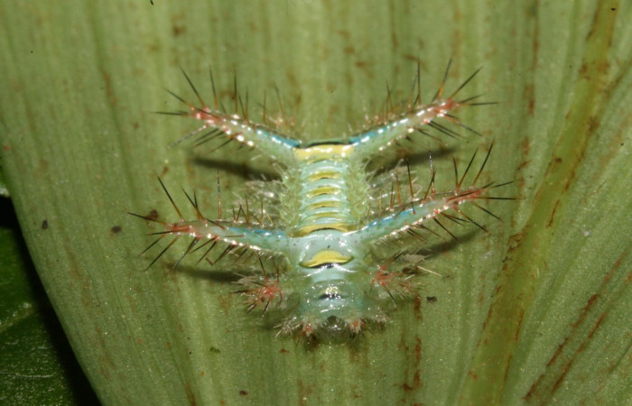 Figura 13. Dorsal entero <i>Parasa macrodonta</i>, (Limacodidae), en la planta <i>Asplundia utilis</i> (Cyclanthaceae). Sector Rincon Rain Forest, Sendero Venado, (elevación 420 metros). Colectada 23 octubre 2013. (13-SRNP-44154-DHJ708381.jpg.
