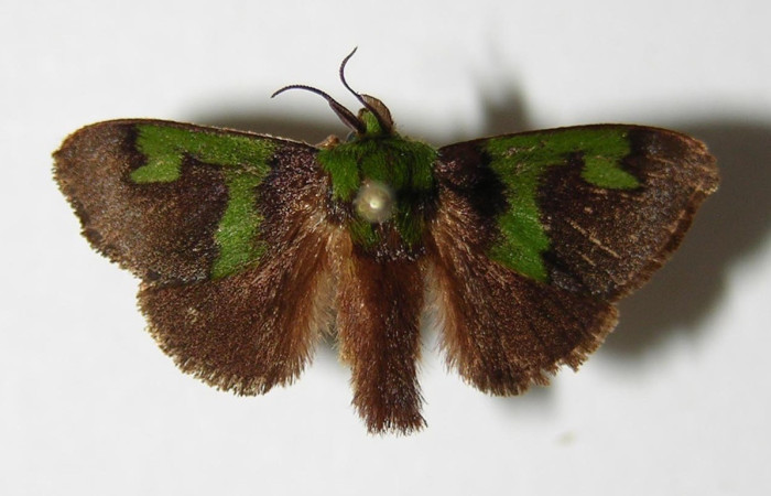 Figura 14. Adulto <i>Parasa macrodonta</i> (Limacodidae), posición vista dorsal. (03-SRNP-6923-DHJ336646).