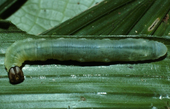 Figura 15. Dorsal entero <i>Molo mango</i>, (Hesperiidae), en la planta <i>Asplundia utilis</i> (Cyclanthaceae). Sector Rincon Rain Forest, Sendero Rincon, (elevación 430 metros). Colectada 13 marzo 2003. (03-SRNP-10410-DHJ75110.jpg).