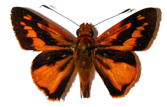 Figura 16. Adulto <i>Molo mango</i> (Hesperiidae), posición vista dorsal. (02-SRNP-6099-DHJ38784).