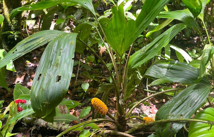 Figura. 1 Habitad, <i>Asplundia utilis</i>, (Cyclanthaceae). Area de Conservación Guanacaste, Sector Rincón  Rain Forest, Estación Leiva selva. Sendero Tamarindo (elevación 478 metros), colectada el 29 de julio  2026. Foto, Anabelle Córdoba.
