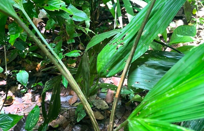 Figura. 2 Posición tallo y hojas, <i>Asplundia utilis</i>, (Cyclanthaceae). Area de Conservación Guanacaste, Sector Rincón  Rain Forest, Estación Leiva selva. Sendero Tamarindo (elevación 478 metros), colectada el 29 de julio  2026. Foto, Anabelle Córdoba.
