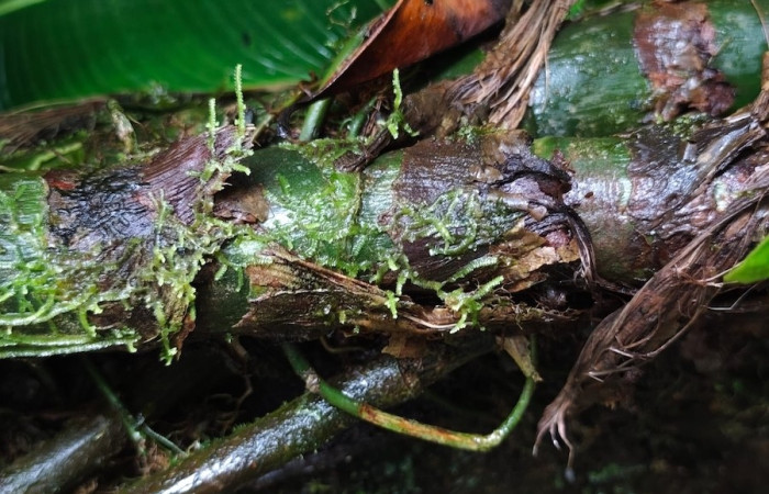 Figura. 3 Posición tallo, <i>Asplundia utilis</i>, (Cyclanthaceae). Area de Conservación Guanacaste, Sector Rincón  Rain Forest, Estación Leiva selva. Sendero Tamarindo (elevación 478 metros), colectada el 29 de julio  2026. Foto, Anabelle Córdoba.