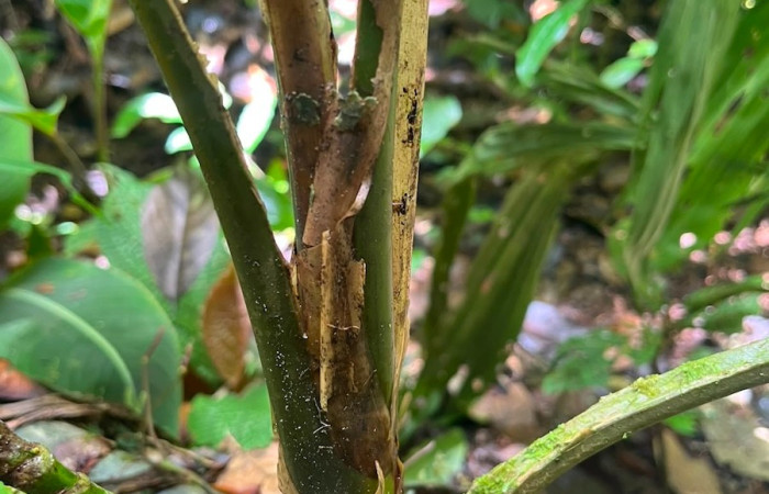 Figura. 4 Posición tallo, <i>Asplundia utilis</i>, (Cyclanthaceae). Area de Conservación Guanacaste, Sector Rincón  Rain Forest, Estación Leiva selva. Sendero Tamarindo (elevación 478 metros), colectada el 29 de julio  2026. Foto, Anabelle Córdoba.