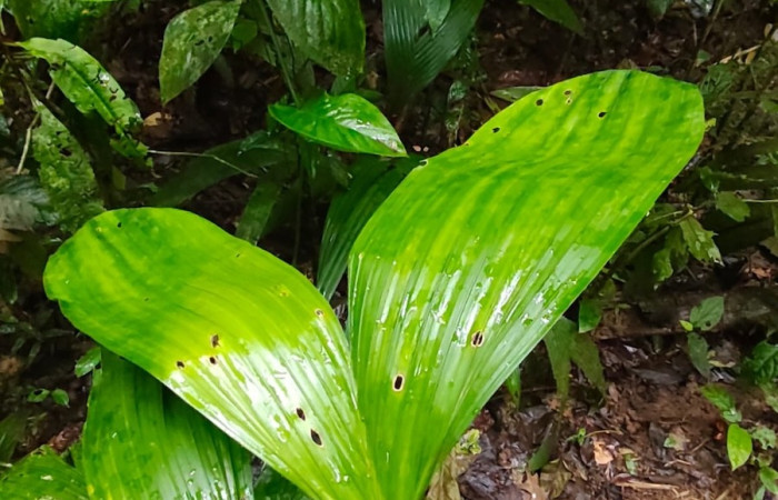 Figura. 5 Posición hoja haz , <i>Asplundia utilis</i>, (Cyclanthaceae). Area de Conservación Guanacaste, Sector Rincón  Rain Forest, Estación Leiva selva. Sendero Tamarindo (elevación 478 metros), colectada el 29 de julio  2026. Foto, Anabelle Córdoba.