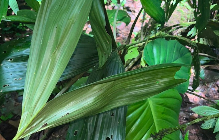 Figura. 6 Posición hoja envés , <i>Asplundia utilis</i>, (Cyclanthaceae). Area de Conservación Guanacaste, Sector Rincón  Rain Forest, Estación Leiva selva. Sendero Tamarindo (elevación 478 metros), colectada el 29 de julio  2026. Foto, Anabelle Córdoba.