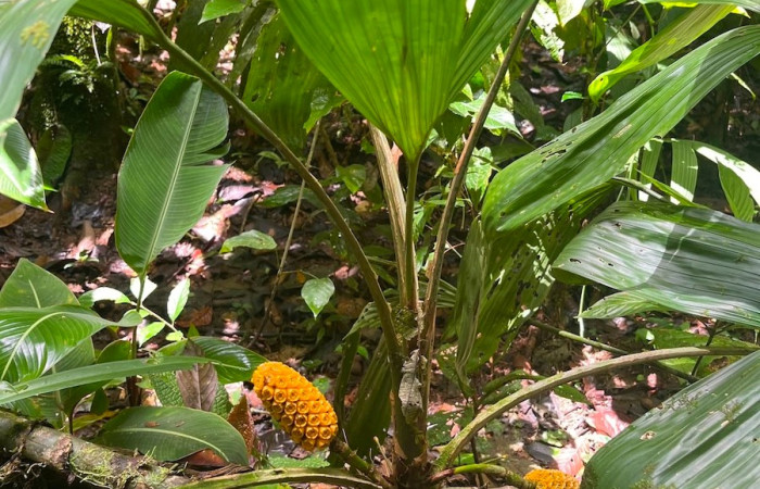 Figura. 7 Posición frutos , <i>Asplundia utilis</i>, (Cyclanthaceae). Area de Conservación Guanacaste, Sector Rincón  Rain Forest, Estación Leiva selva. Sendero Tamarindo (elevación 478 metros), colectada el 29 de julio  2026. Foto, Anabelle Córdoba.