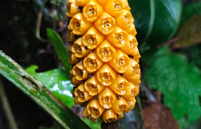 Figura. 8 Posición frutos , <i>Asplundia utilis</i>, (Cyclanthaceae). Area de Conservación Guanacaste, Sector Rincón  Rain Forest, Estación Leiva selva. Sendero Tamarindo (elevación 478 metros), colectada el 29 de julio  2026. Foto, Anabelle Córdoba.