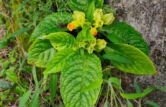 Figura. 1 Habitad, <i>Chrysothemis friedrichsthaliana</i>, (Gesneriaceae). Area de Conservación Guanacaste, Sector Rincón Rain Forest, Estación Leiva selva. Cafecito (elevación 455 metros), colectada el 27 de julio 2026. Foto, Jorge Hernández.