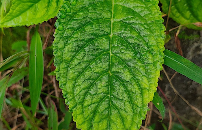 Figura. 2 Hoja haz, <i>Chrysothemis friedrichsthaliana</i>, (Gesneriaceae). Area de Conservación Guanacaste, Sector Rincón Rain Forest, Estación Leiva selva. Cafecito (elevación 455 metros), colectada el 27 de julio 2026. Foto, Jorge Hernández.