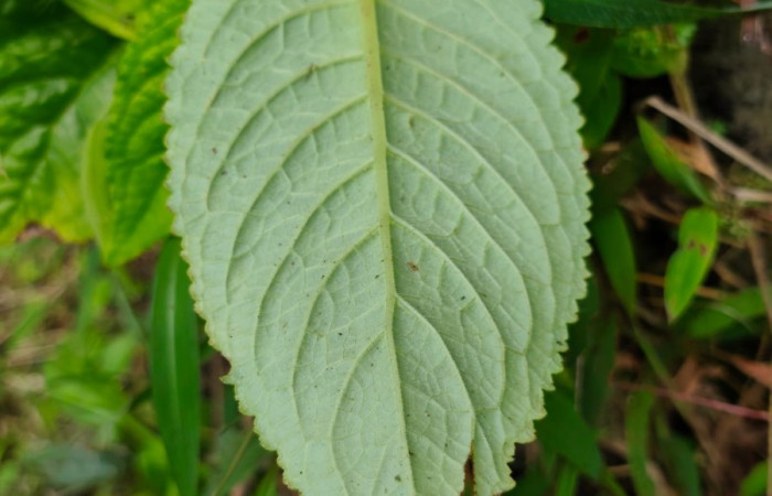 Figura. 3 Hoja envés, <i>Chrysothemis friedrichsthaliana</i>, (Gesneriaceae). Area de Conservación Guanacaste, Sector Rincón Rain Forest, Estación Leiva selva. Cafecito (elevación 455 metros), colectada el 27 de julio 2026. Foto, Jorge Hernández.