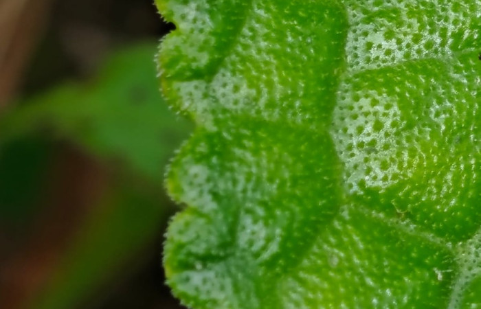 Figura. 4 Hoja margen, <i>Chrysothemis friedrichsthaliana</i>, (Gesneriaceae). Area de Conservación Guanacaste, Sector Rincón Rain Forest, Estación Leiva selva. Cafecito (elevación 455 metros), colectada el 27 de julio 2026. Foto, Jorge Hernández.