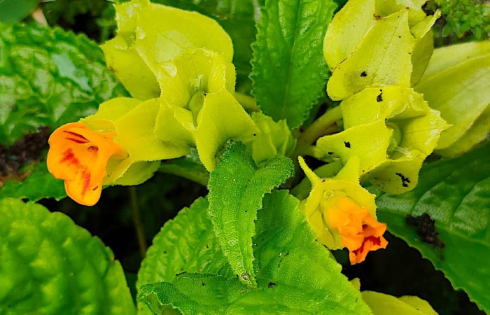 Figura. 5 Flores , <i>Chrysothemis friedrichsthaliana</i>, (Gesneriaceae). Area de Conservación Guanacaste, Sector Rincón Rain Forest, Estación Leiva selva. Cafecito (elevación 455 metros), colectada el 27 de julio 2026. Foto, Jorge Hernández.