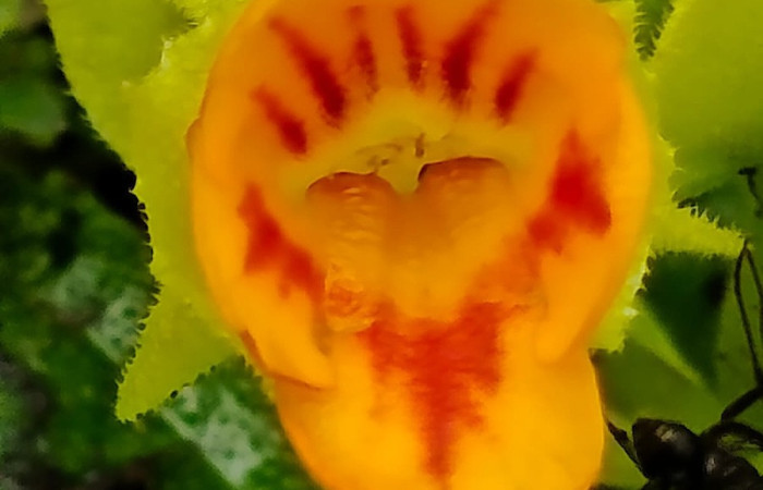 Figura. 6 Flor de frente, <i>Chrysothemis friedrichsthaliana</i>, (Gesneriaceae). Area de Conservación Guanacaste, Sector Rincón Rain Forest, Estación Leiva selva. Cafecito (elevación 455 metros), colectada el 27 de julio 2026. Foto, Jorge Hernández.