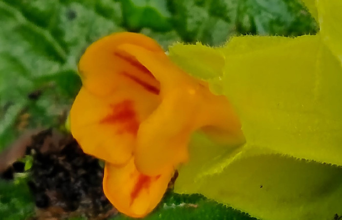 Figura. 7 Flor lateral, <i>Chrysothemis friedrichsthaliana</i>, (Gesneriaceae). Area de Conservación Guanacaste, Sector Rincón Rain Forest, Estación Leiva selva. Cafecito (elevación 455 metros), colectada el 27 de julio 2026. Foto, Jorge Hernández.