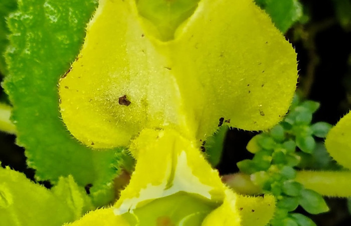 Figura. 8 Cáliz , <i>Chrysothemis friedrichsthaliana</i>, (Gesneriaceae). Area de Conservación Guanacaste, Sector Rincón Rain Forest, Estación Leiva selva. Cafecito (elevación 455 metros), colectada el 27 de julio 2026. Foto, Jorge Hernández.