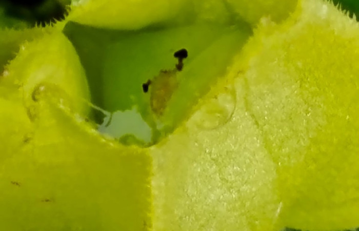 Figura. 9 cáliz , <i>Chrysothemis friedrichsthaliana</i>, (Gesneriaceae). Area de Conservación Guanacaste, Sector Rincón Rain Forest, Estación Leiva selva. Cafecito (elevación 455 metros), colectada el 27 de julio 2026. Foto, Jorge Hernández.