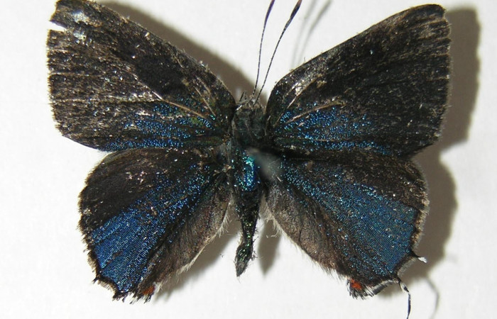 Figura 7. Adulto de <i>Nicolaea ophia</i> (Lycaenidae), vista dorsal, localidad Pasmompa Sector Pitilla ACG (440m). Voucher: 05-SRNP-30726-DHJ339404.jpg.