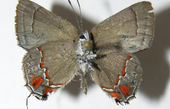 Figura 8. Adulto de <i>Nicolaea ophia</i> (Lycaenidae), vista ventral, localidad Pasmompa Sector Pitilla ACG (440m). Voucher: 05-SRNP-30726-DHJ339405.jpg.