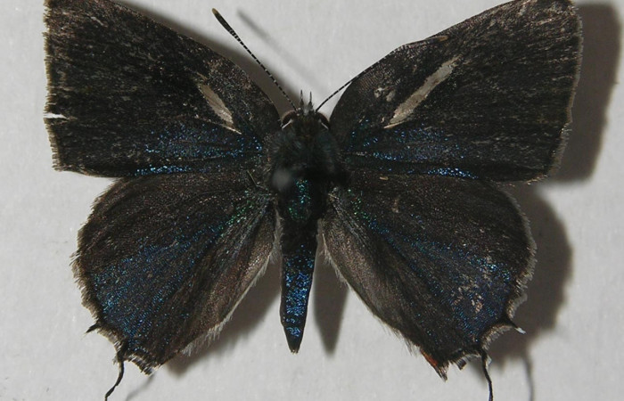 Figura 9. Adulto de <i>Nicolaea ophia</i> (Lycaenidae), vista dorsal, localidad Cafecito Sector Rincón Rain Forest ACG (455m). Voucher: 11-SRNP-81248-DHJ555532.jpg.