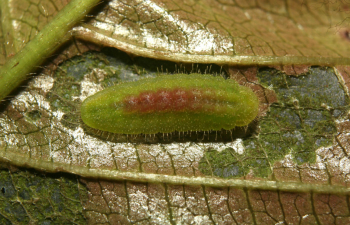 Figura 3. Larva <i>Nicolaea ophia</i> (Lycaenidae), penúltimo estadío (PU) vista dorsal, localidad Medrano Estación Biológica Quica Sector Pitilla ACG (380m). Voucher: 12-SRNP-72405-DHJ495833.jpg.