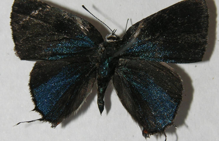 Figura 1. Adulto de <i>Nicolaea ophia</i> (Lycaenidae), vista dorsal, localidad Medrano Estación Biológica Quica Sector Pitilla ACG (380m). Voucher: 12-SRNP-72405-DHJ567436.jpg.