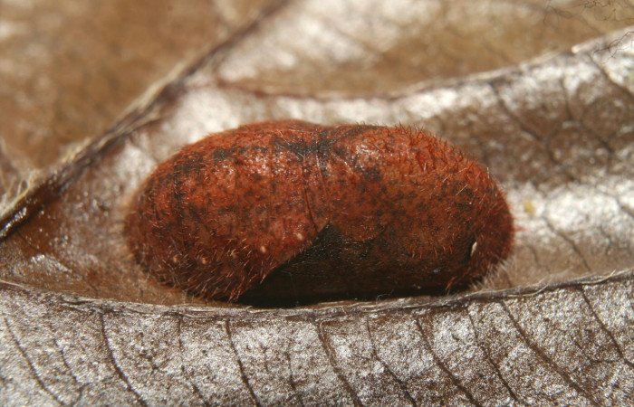 Figura 6. Pupa de <i>Nicolaea ophia</i> (Lycaenidae), vista dorsal, localidad Medrano Estación Biológica Quica Sector Pitilla ACG (380m). Voucher: 12-SRNP-72448-DHJ702044.jpg.