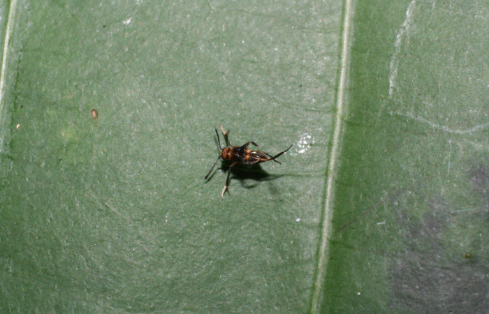 Figura 14. Adulto chalJanzen01 Janzen01 (Chalcididae) que ataca <i>Nicolaea ophia</i> (Lycaenidae), vista dorsal, localidad Estación Biológica Los Almendros Sector El Hacha ACG (290m). Voucher: 13-SRNP-22941-DHJ710066.jpg.