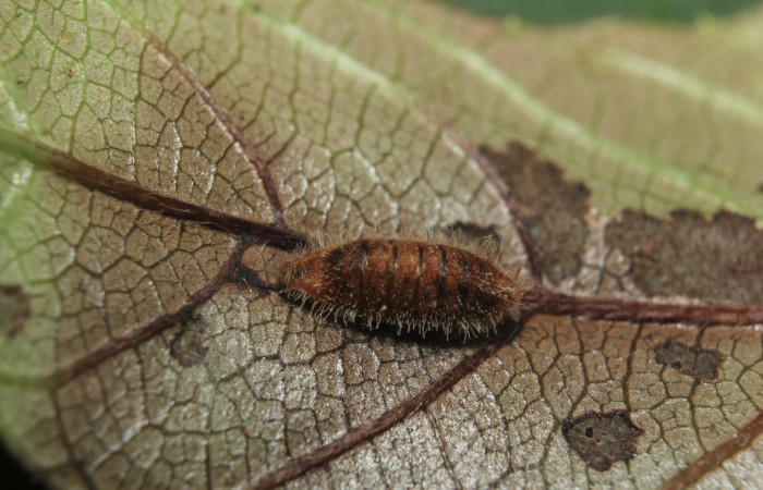 Figura 11. Momia de parásito Ichneumonidae de <i>Nicolaea ophia</i> (Lycaenidae), vista dorsal, localidad Medrano Estación Biológica Quica Sector Pitilla ACG (380m). Voucher: 14-SRNP-71010-DHJ723145.jpg.