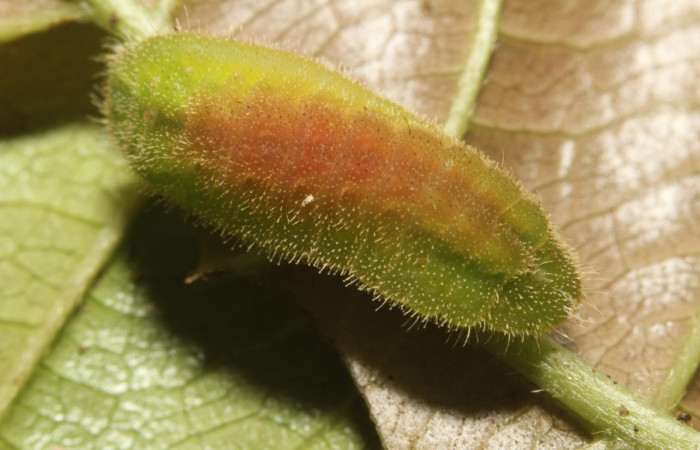 Figura 4. Larva <i>Nicolaea ophia</i> (Lycaenidae), último estadío (U) vista dorsal, localidad Sendero Bromelias Sector Rincón Rain Forest ACG (500m). Voucher: 17-SRNP-27578-DHJ731513.jpg.