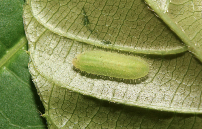 Figura 2. Larva <i>Nicolaea ophia</i> (Lycaenidae), penúltimo estadío (PU) vista dorsal, localidad Estación Biológica Quica Sector Pitilla ACG (470m). Voucher: 17-SRNP-71523-DHJ738132.jpg.
