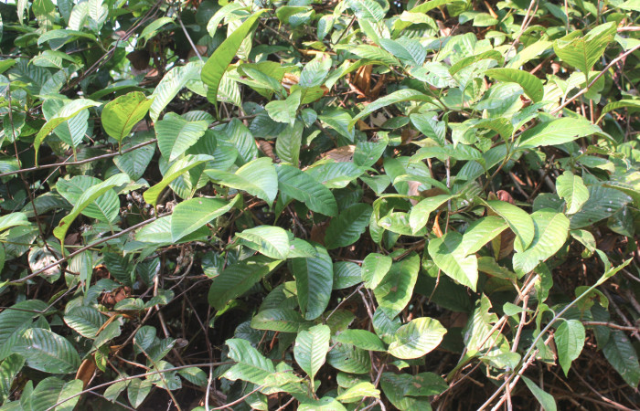 Figura 15. Planta hospedera de <i>Nicolaea ophia</i> (Lycaenidae), esta planta se llama <i>Davilla nitida</i> (Dilleniaceae), localidad Estación Biológica Quica Sector Pitilla ACG (470m), foto: Ricardo Calero 23 Abril 2019.