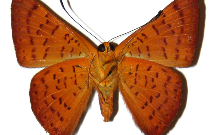 Figura 2.  Adulto de <i>Emesis mandana</i> (Macho) vista ventral (01-SRNP-17325-DHJ308079)