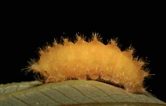 Figura 14.  Detalle de prepupa  <i>Emesis</i> mandanaDHJ01 Vista lateral (05-SRNP-34443-DHJ405912)