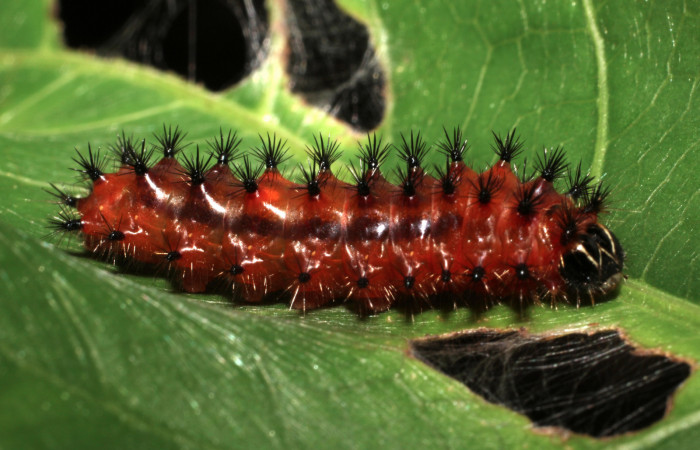 Figura 7.  Larva de <i>Emesis mandana</i>. Vista lateral (11-SRNP-12980-DHJ494128)