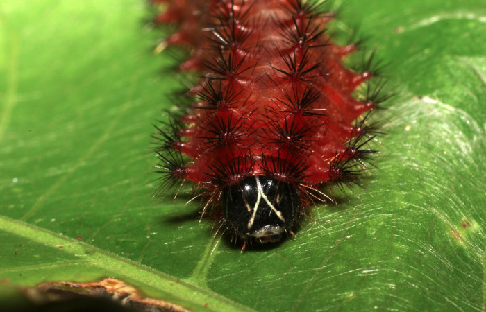 Figura 9.  Larva de <i>Emesis mandana</i>. Detalle de cabeza. (11-SRNP-12980-DHJ494136)
