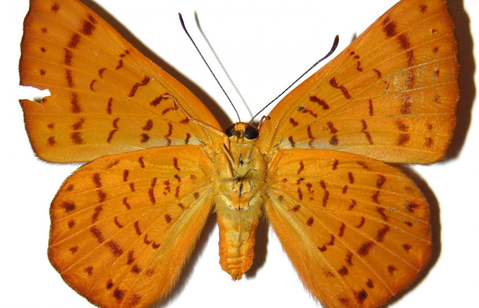 Figura 4.  Adulto de <i>Emesis mandana</i> (hembra) vista ventral (87-SRNP-1201-DHJ308073)